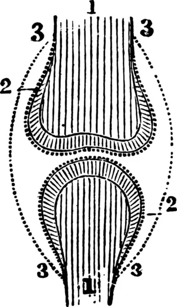Posición Del Cartílago Óseo Las Membranas Sinoviales — Archivo Imágenes Vectoriales