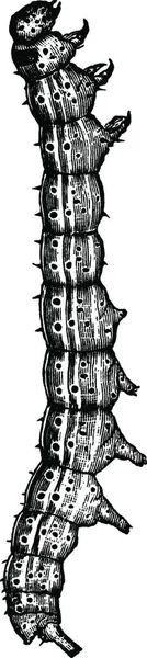 Βαμβακερό Σκουλήκι Χαραγμένο Απλή Διανυσματική Απεικόνιση — Διανυσματικό Αρχείο