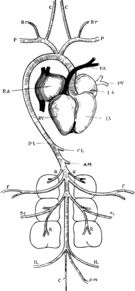 鸽子动脉系统 雕刻的简单矢量图解 — 图库矢量图片