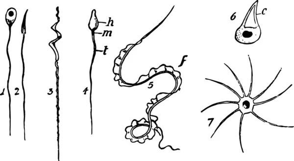 Spermatozoa Gegraveerde Eenvoudige Vectorillustratie — Stockvector