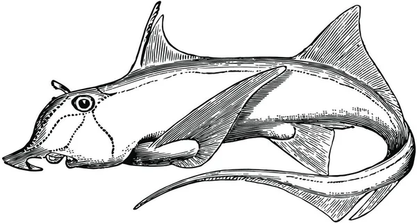 Рыба Слон Гравированная Простая Векторная Иллюстрация — стоковый вектор