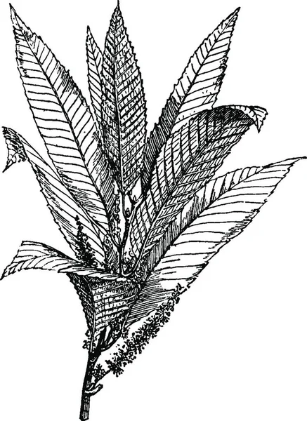 Chestnut Leaves Engraved Simple Vector Illustration — Stock Vector