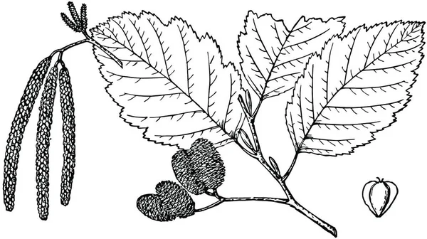 Branche Alnus Oregon Illustration Vectorielle Simple Gravée — Image vectorielle