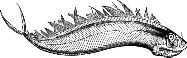 Dealfish Graverad Enkel Vektor Illustration — Stock vektor