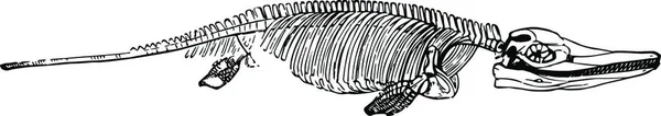 Ichthyosaure Illustration Vectorielle Simple Gravée — Image vectorielle