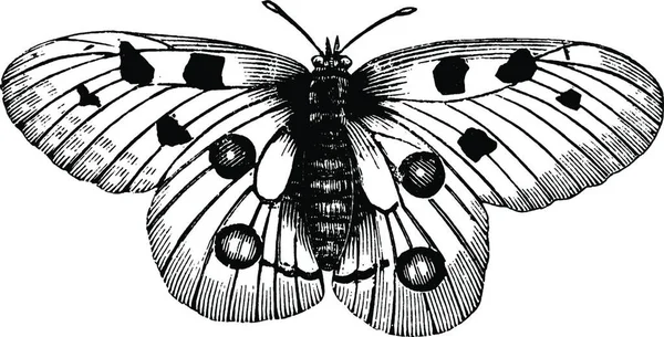 Mariposa Con Alas Ilustración Artística Creativa — Archivo Imágenes Vectoriales