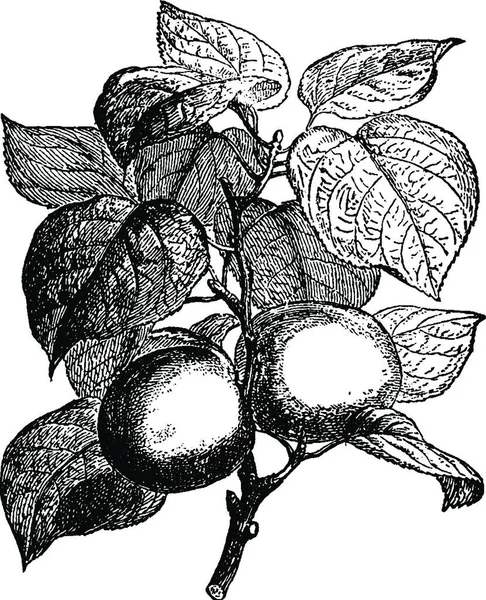 Abricots Sur Branche Illustration Vectorielle Simple Gravée — Image vectorielle