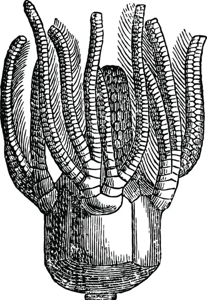 Platycrinus Engraved Simple Vector Illustration — Stock Vector