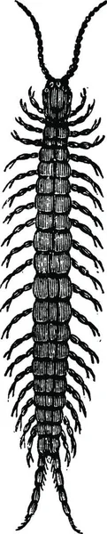 Centipede Вигравірувана Проста Векторна Ілюстрація — стоковий вектор