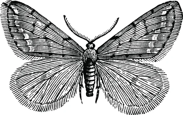 Anisopteryx Ilustración Vectorial Simple Grabada — Vector de stock