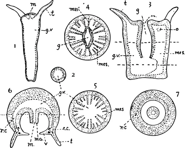 Cnidaria Гравированная Простая Векторная Иллюстрация — стоковый вектор