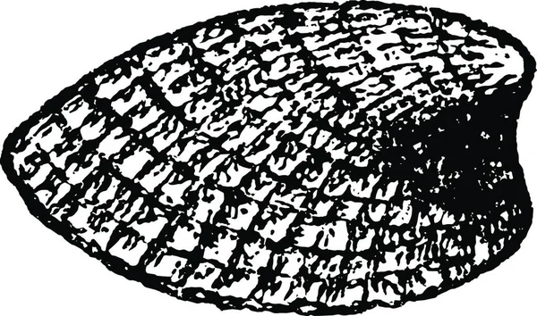 Emarginula Reticulata Вигравірувана Проста Векторна Ілюстрація — стоковий вектор
