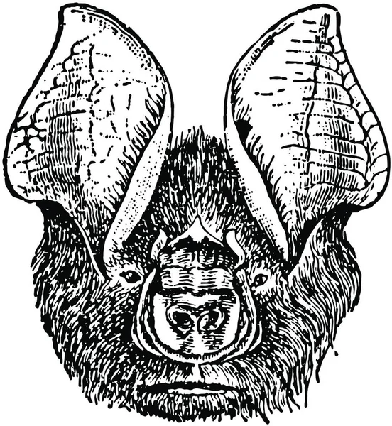 Cabeça Morcego Gravada Ilustração Vetorial Simples — Vetor de Stock