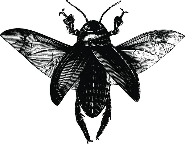 Escarabajo Ilustración Vectorial Simple Grabado — Vector de stock