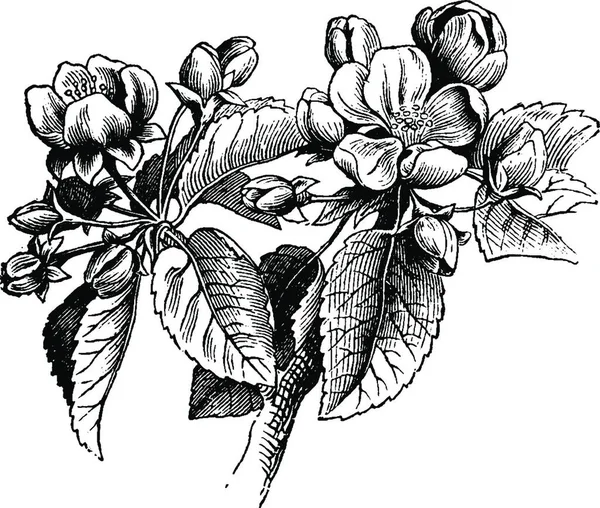 Цветы Яблони Гравированная Простая Векторная Иллюстрация — стоковый вектор