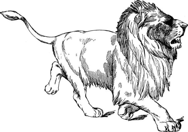Walking Lion Engraved Simple Vector Illustration — Stock Vector