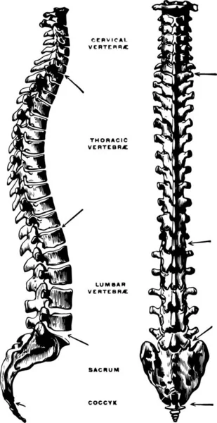 Lateral Dorsal View Vertebral Column — Stock Vector