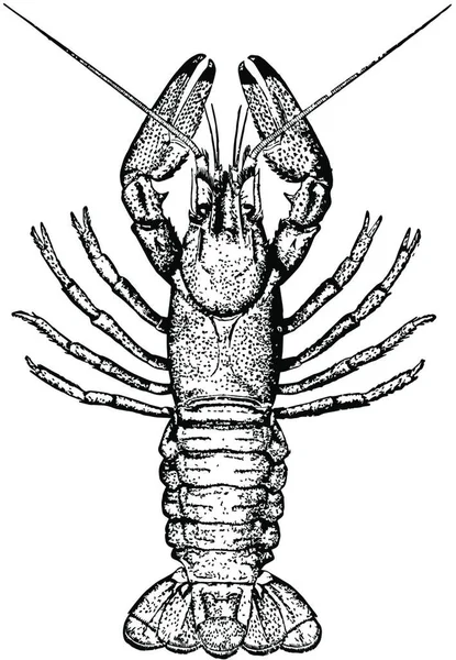 Crayfish Gravada Ilustração Vetorial Simples —  Vetores de Stock