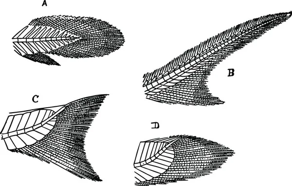 Рыбьи Хвосты Винтажные Векторные Иллюстрации — стоковый вектор