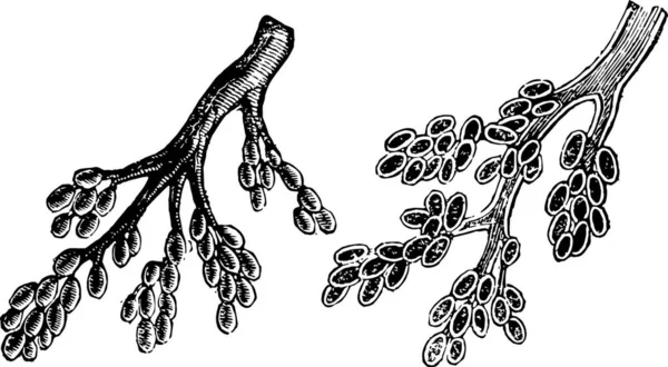 Бронхиальные Трубы Прекращающиеся Воздушных Сосудах Винтажная Иллюстрация — стоковый вектор