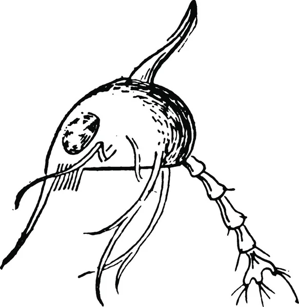 Crabe Illustration Vectorielle Vintage — Image vectorielle