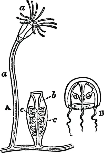 Campanularia Jahrgangsvektorillustration — Stockvektor