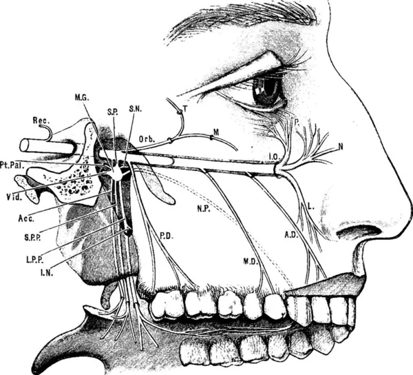 Superior Maxillary Nerve Vintage Illustration — Stock Vector