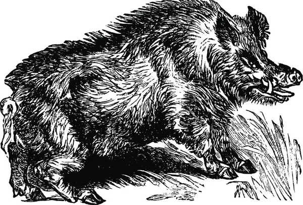 Wildschwein Vektor Illustration — Stockvektor
