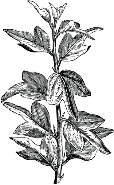 Branche Curdrania Triloba Dans Illustration Vectorielle Vintage Juvenile State — Image vectorielle