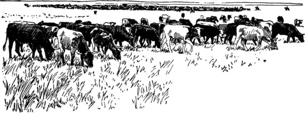 Sığırlar Klasik Vektör Illüstrasyonu — Stok Vektör