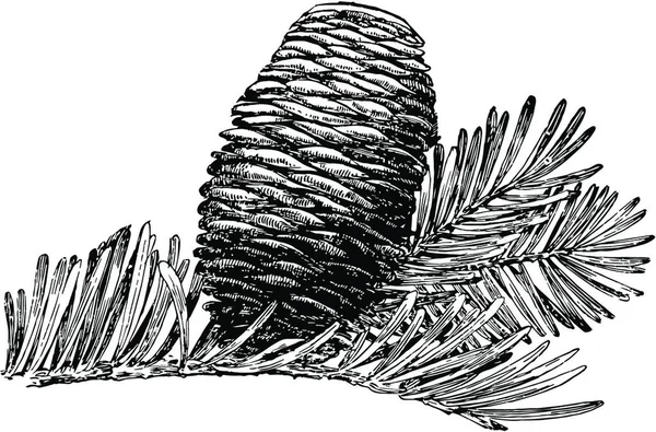 Grand Fir Tree Cone Vintage Vector Illustratie — Stockvector