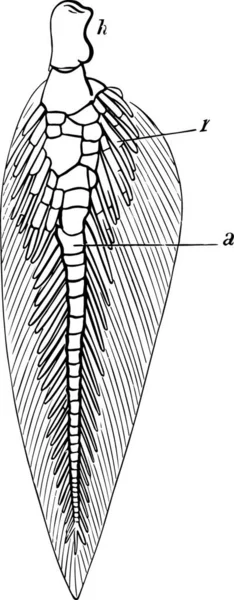 Квінсленд Lungfish Fin Старовинні Векторні Ілюстрації — стоковий вектор