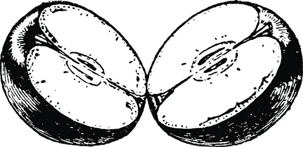 Яблуко Вінтаж Векторні Ілюстрації — стоковий вектор