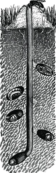 Andrena Ilustração Vetorial Vintage — Vetor de Stock