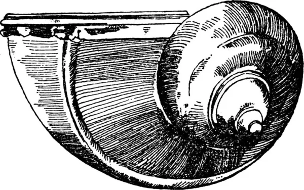 Caracol Shell Usado Durante Renascimento Como Vaso Beber Ilustração Vetorial —  Vetores de Stock