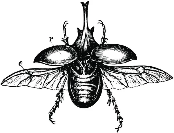 Centaur Beetle Illustrazione Vettoriale Vintage — Vettoriale Stock