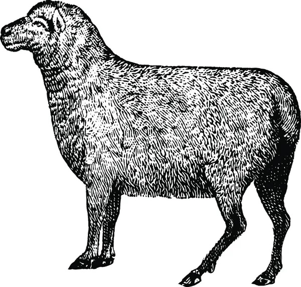 Овца Винтажная Векторная Иллюстрация — стоковый вектор