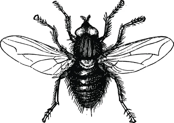 Fliege Gravierte Einfache Vektorillustration — Stockvektor