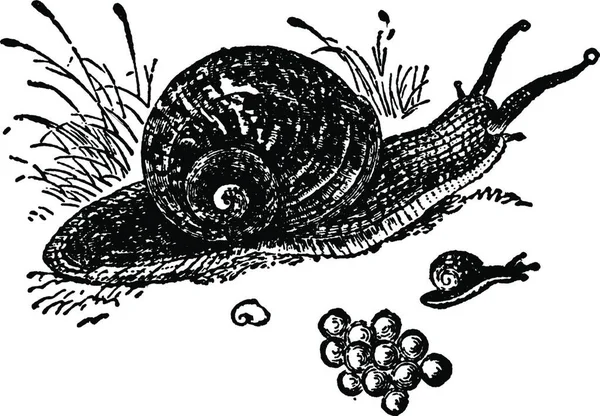 Snail Vintage Vector Illustration — Stock Vector