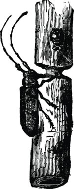 Dal kirişi, klasik vektör illüstrasyonu