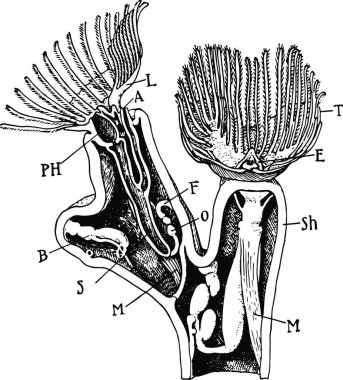 Plumatella, vintage vektör çizimi