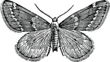 White Spotted Cankerworm Moth, vintage illustration