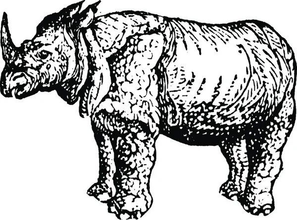 Rinoceronte Ilustração Vetorial Vintage — Vetor de Stock
