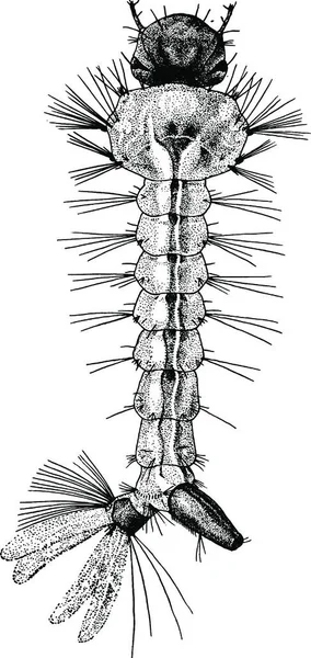 Larva Žluté Horečky Mosquito Černobílé Vinobraní Vektorové Ilustrace — Stockový vektor