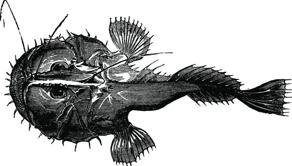 Рыбак Винтажные Векторные Иллюстрации — стоковый вектор
