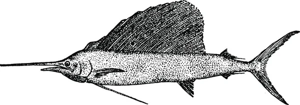 Yelkenli Balığı Klasik Vektör Çizimi — Stok Vektör