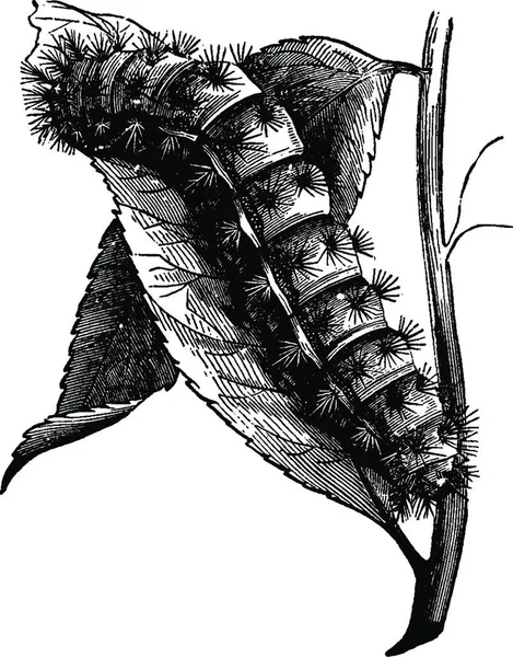Larva Retro Vektorová Ilustrace — Stockový vektor
