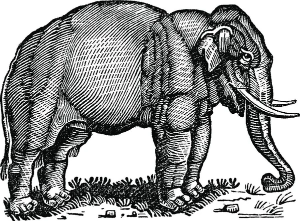 Elephant Vintage Vector Illustratie — Stockvector