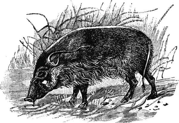 Red River Hog Ilustracja Wektora Rocznika — Wektor stockowy