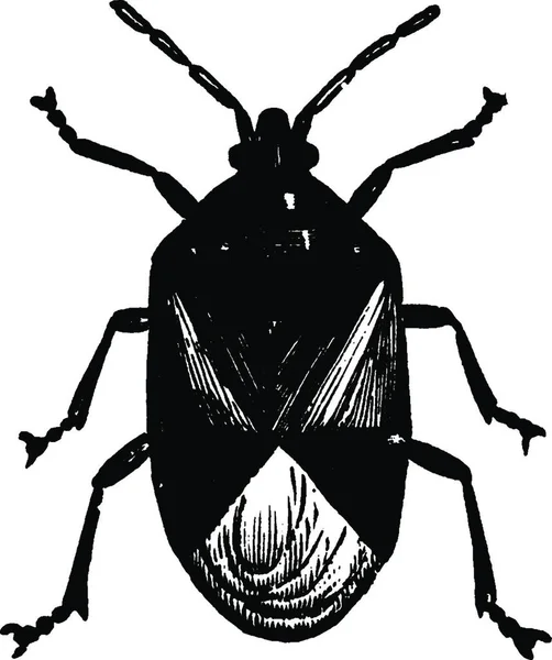 Flowerbug Illustration Vectorielle Vintage — Image vectorielle